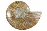 Cut & Polished Ammonite Fossil (Half) - Madagascar #345989-1